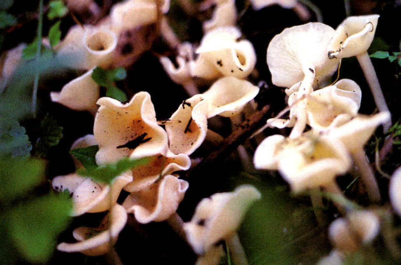 Clitocybe candicans (Pers.: Fr.) Quél.